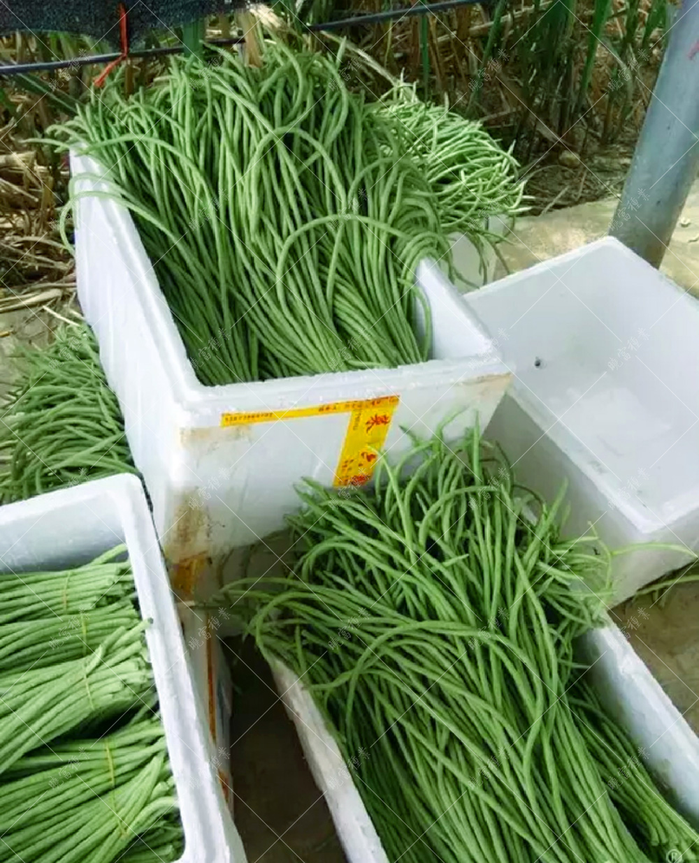 1558056959960627.jpg 53.jpg