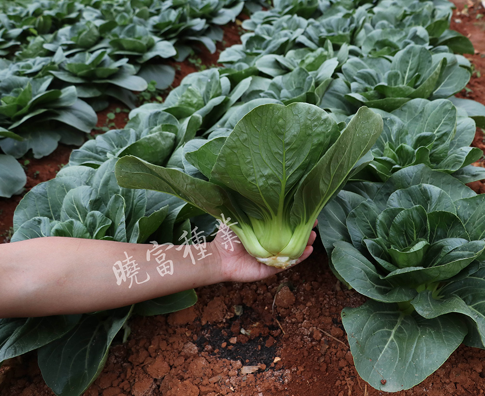 1600246140417484.jpg 02.jpg