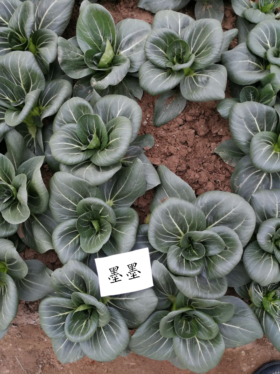 1600249538629630.jpg 08.jpg